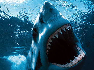 世界おもしろ画像 動画 おもしろニュース ベジタリアンのサメ